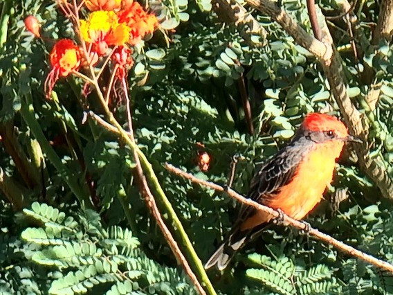 bird in bush photo