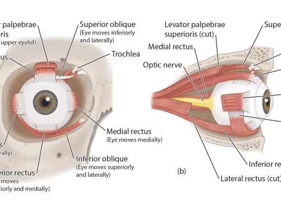 eye