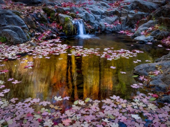 waterfall and leaves photo