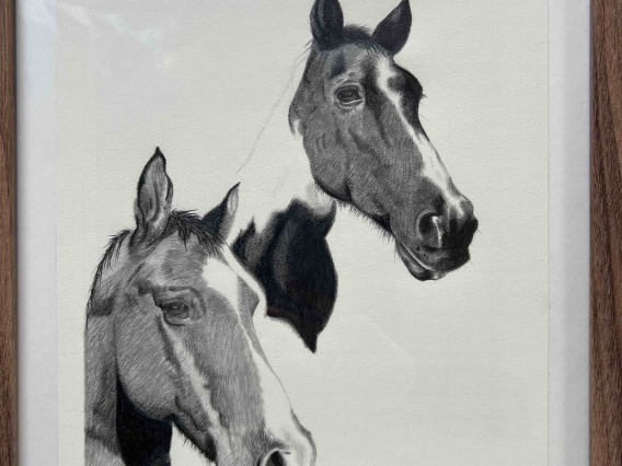 two horses drawing