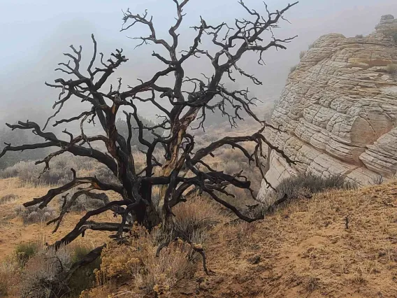 foggy landscape photo