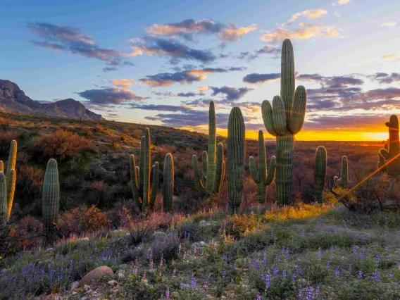 cactus at sunset photo