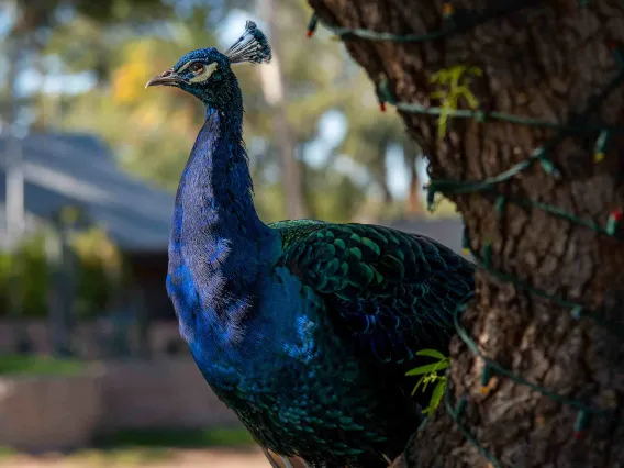 peacock