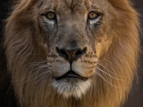 lion