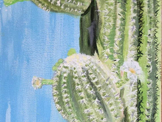 Blossoms of Saguaro
