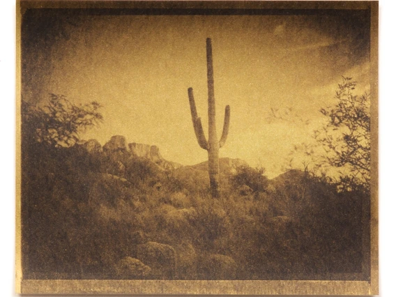 Saguaro (Gold)