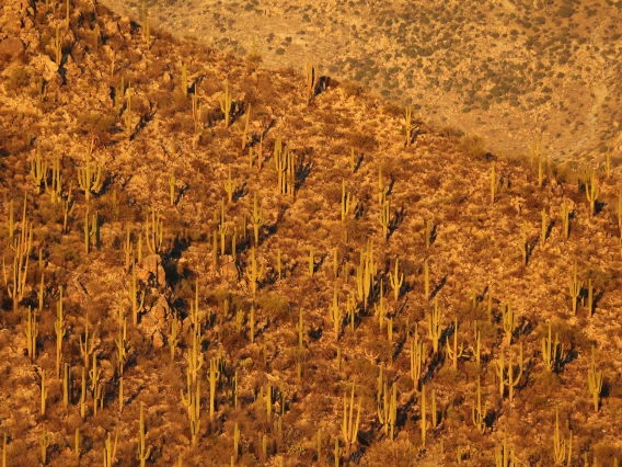 Saguaro Sunset