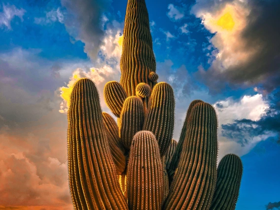 Saguaro Storm