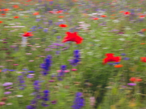 Impressionist Poppy