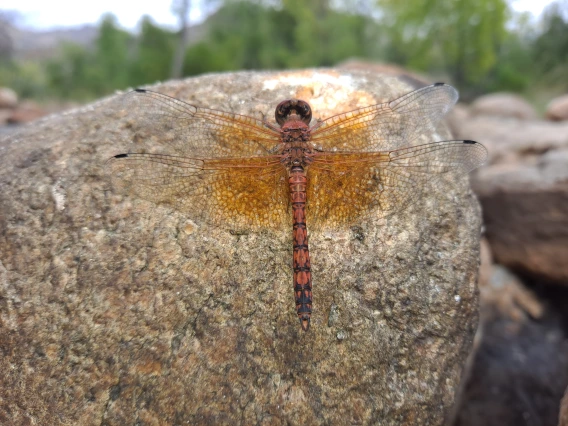 Skimmer at Sabino