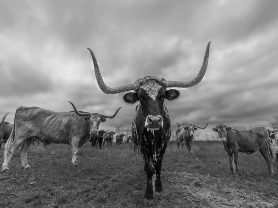 Staring Longhorns