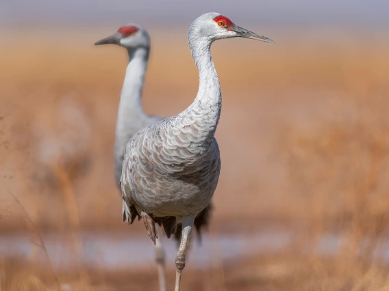 Two Headed Crane
