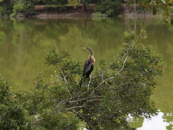 Lady Anhinga