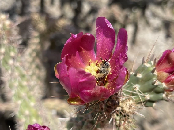 Desert Pollinator