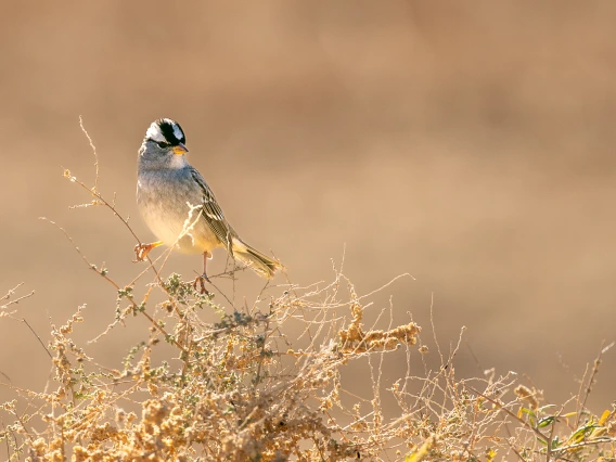 Wintering White-Crowned Sparrow