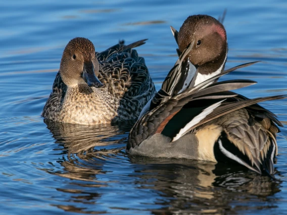 Pintail Duo