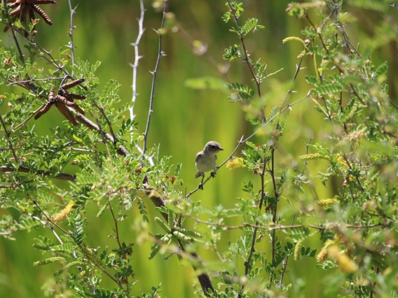 Sweet Songbird