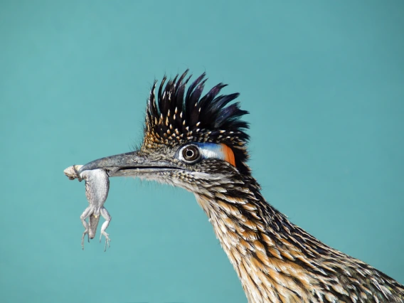 Roadrunner in Blue (Acrylic/Metal Print)