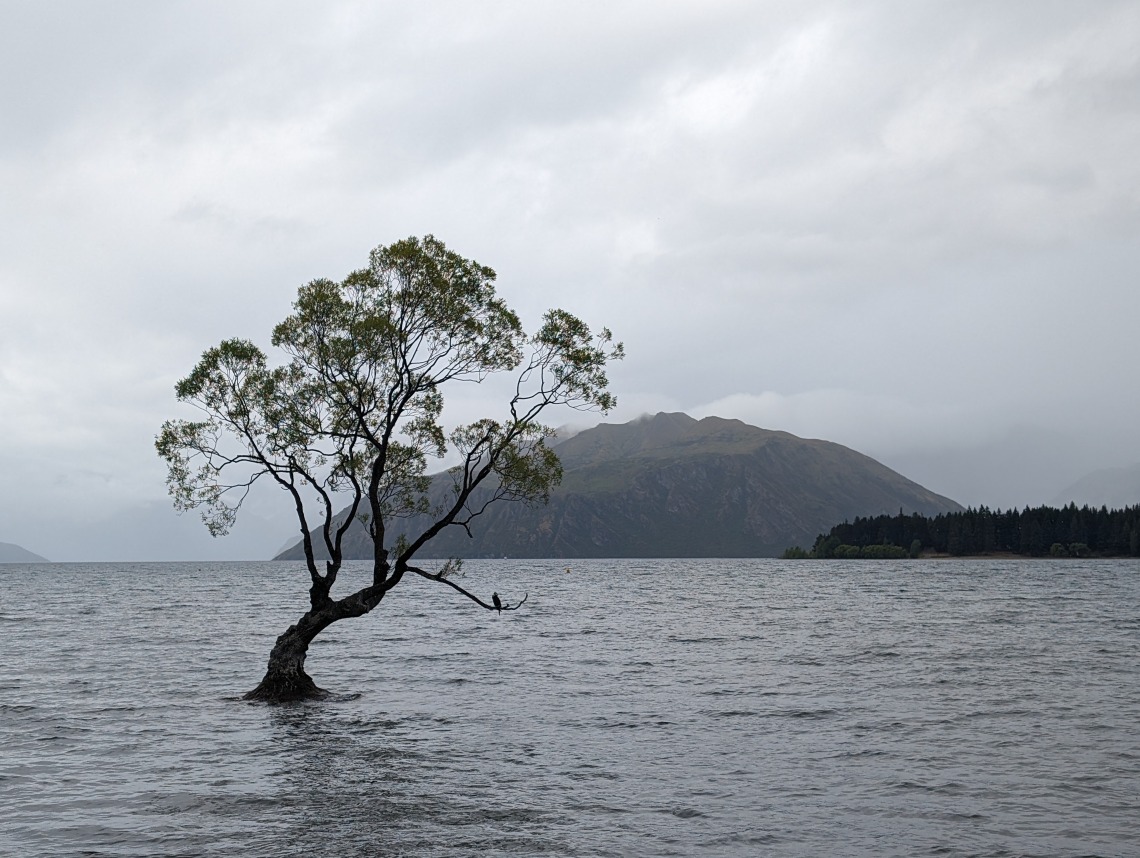 tree in lake