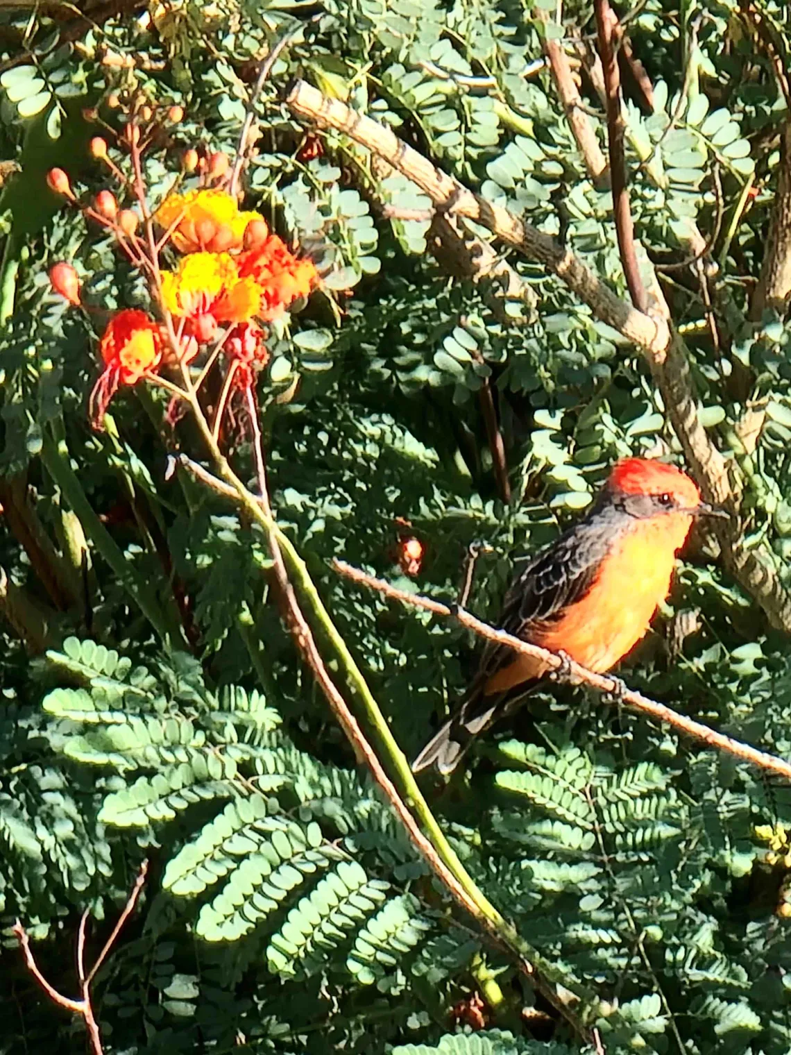 bird in bush photo