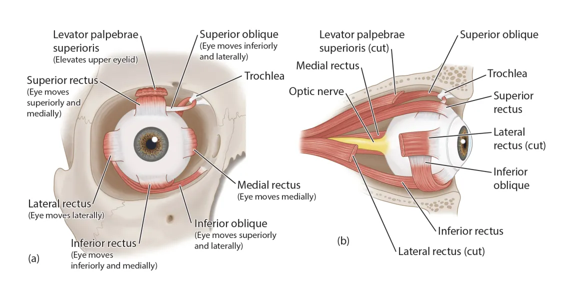 eye