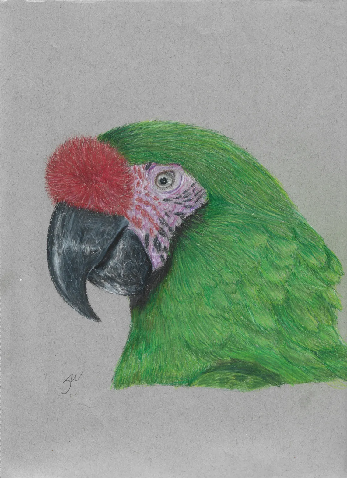 macaw