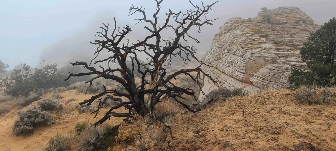 foggy landscape photo