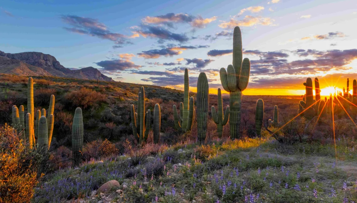 cactus at sunset photo