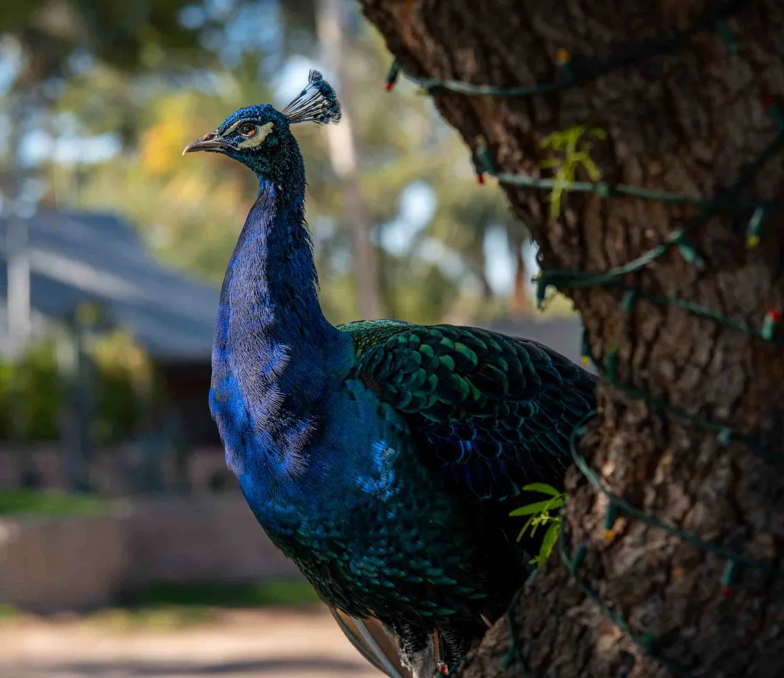 peacock