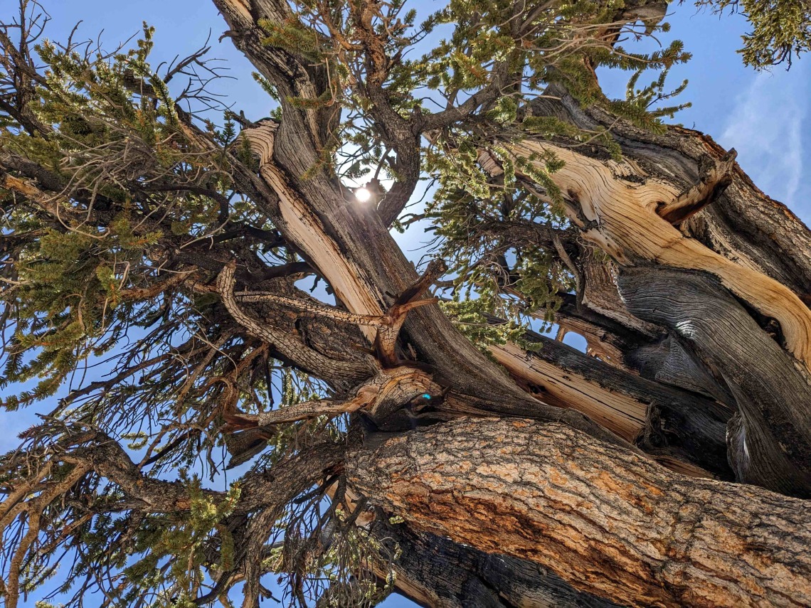 pearson-charlotte---bristlecone-pine-4000-years-under-the-sun.jpg