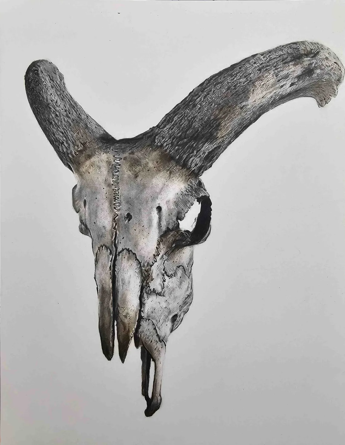 skull