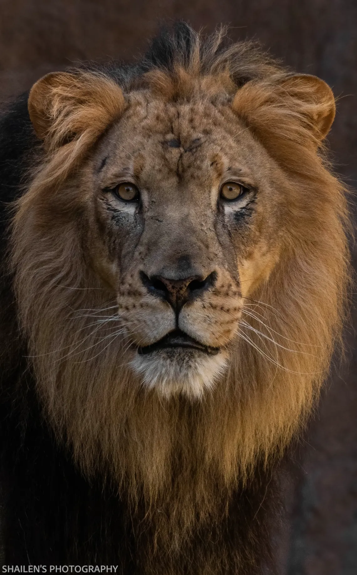 lion