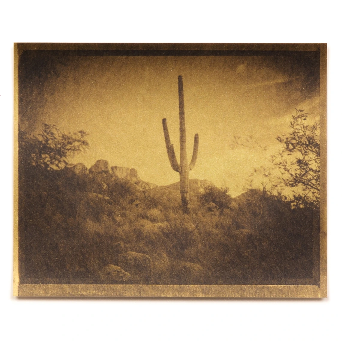 Saguaro (Gold)