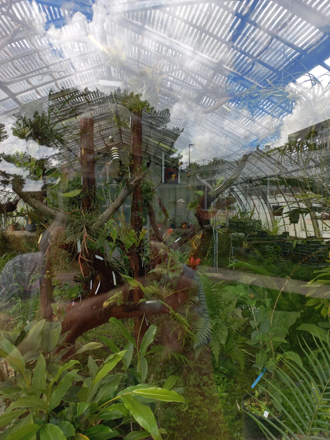 Autoportrait (Jardin des Plantes, Nantes)