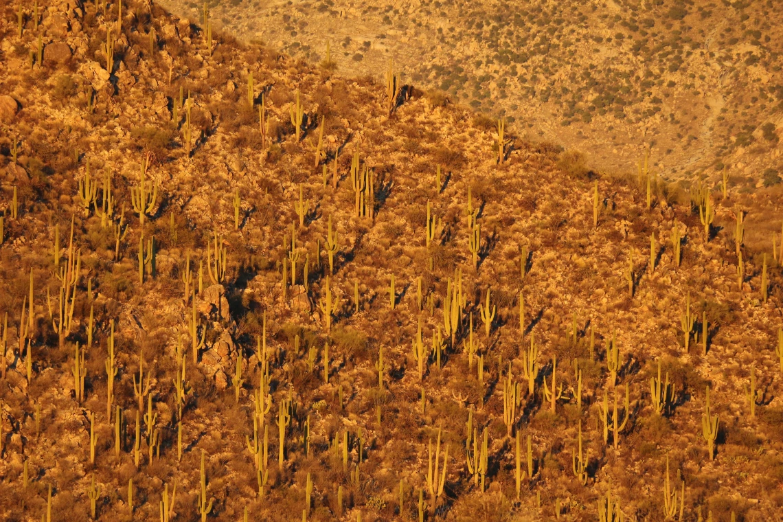 Saguaro Sunset