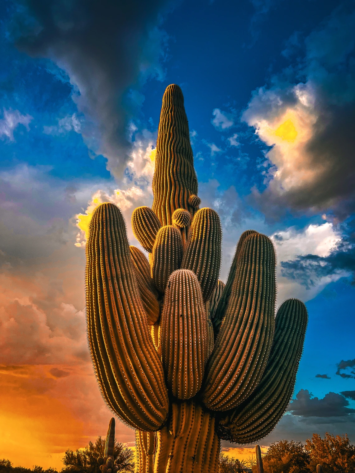 Saguaro Storm