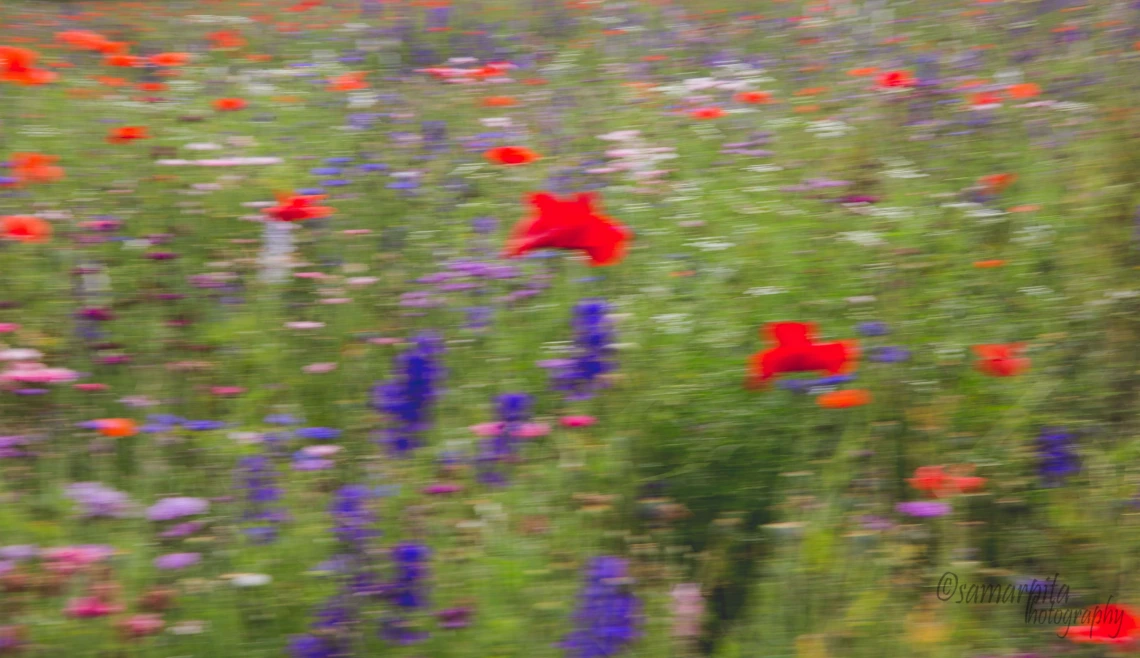 Impressionist Poppy