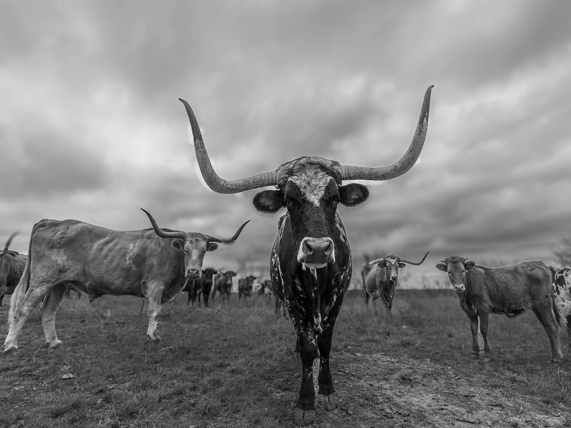 Staring Longhorns