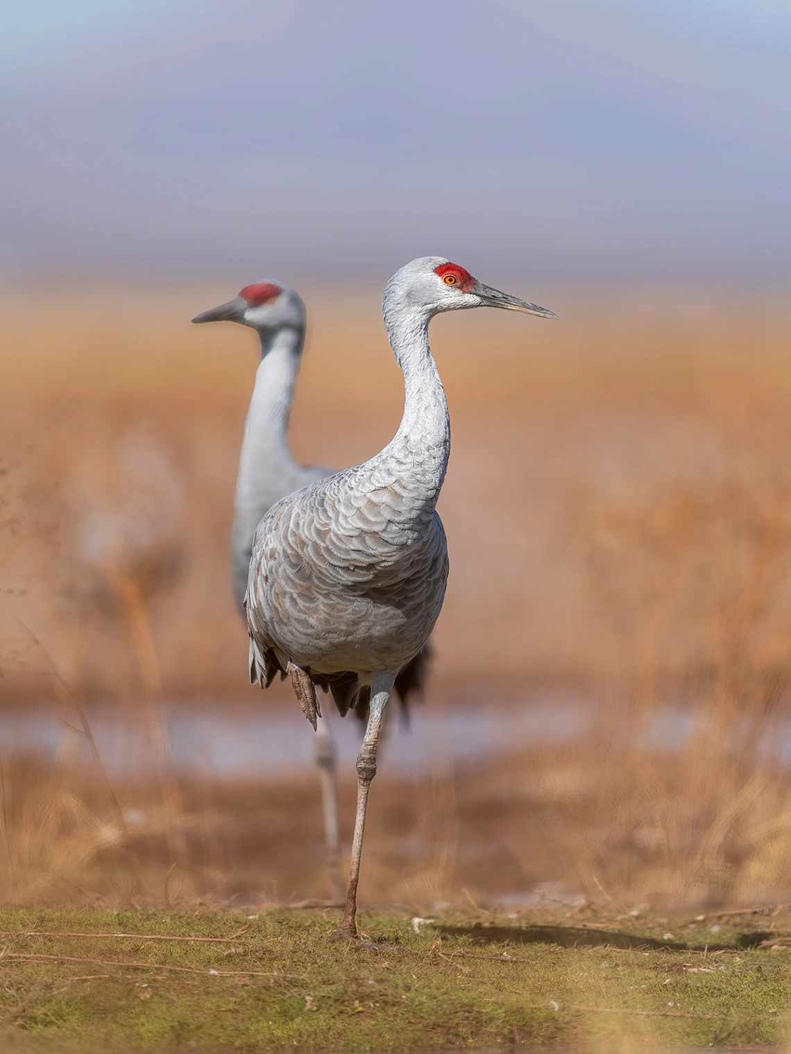 Two Headed Crane