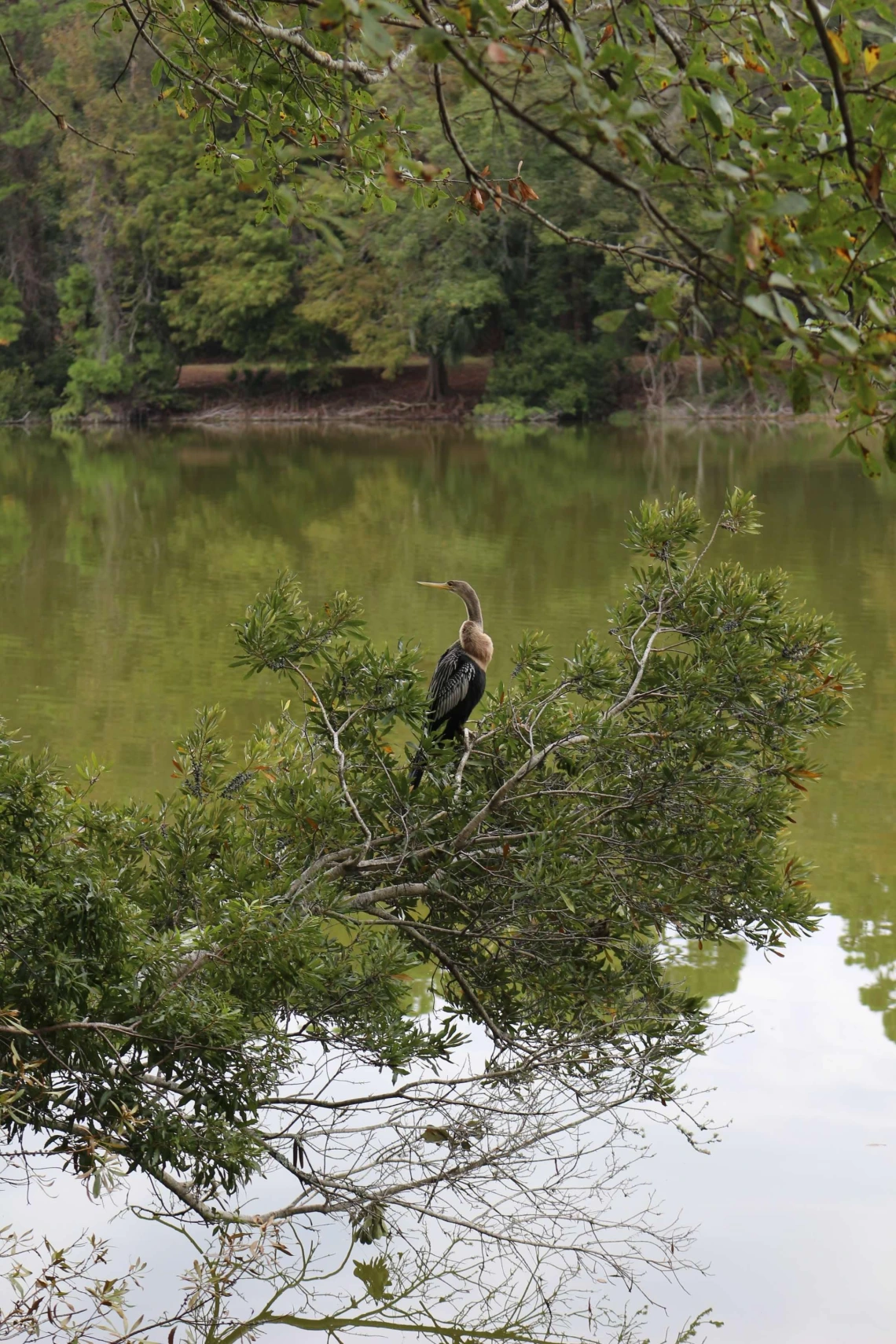 Lady Anhinga