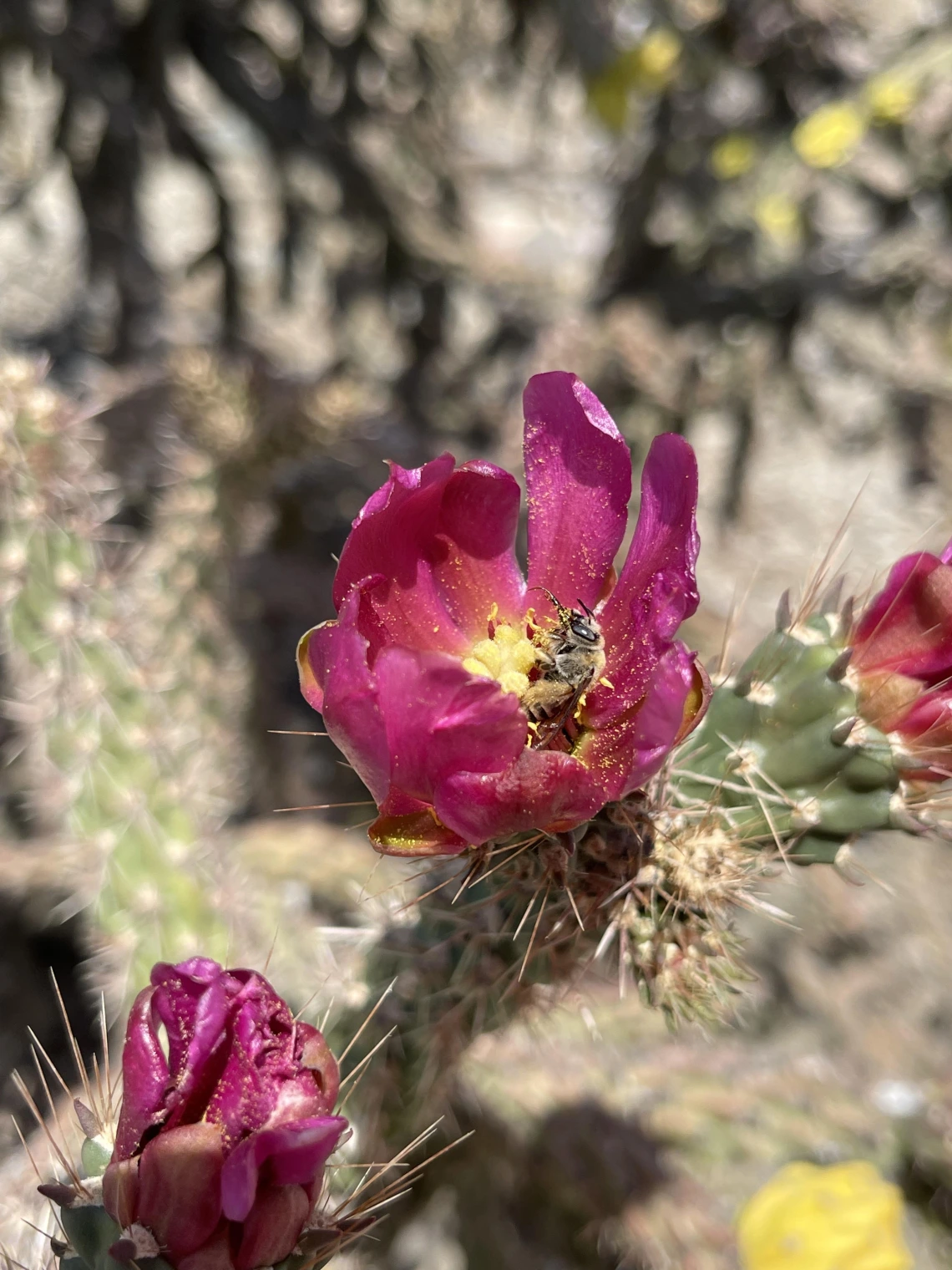 Desert Pollinator