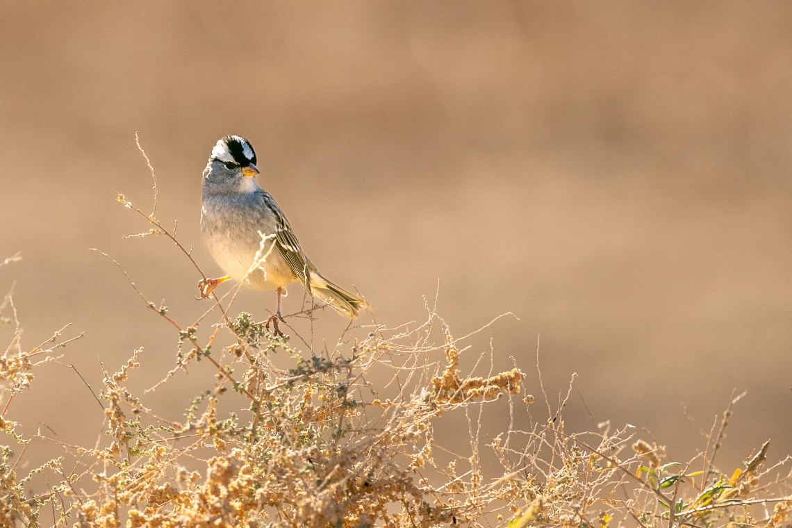 Wintering White-Crowned Sparrow