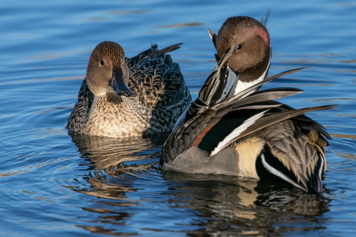 Pintail Duo