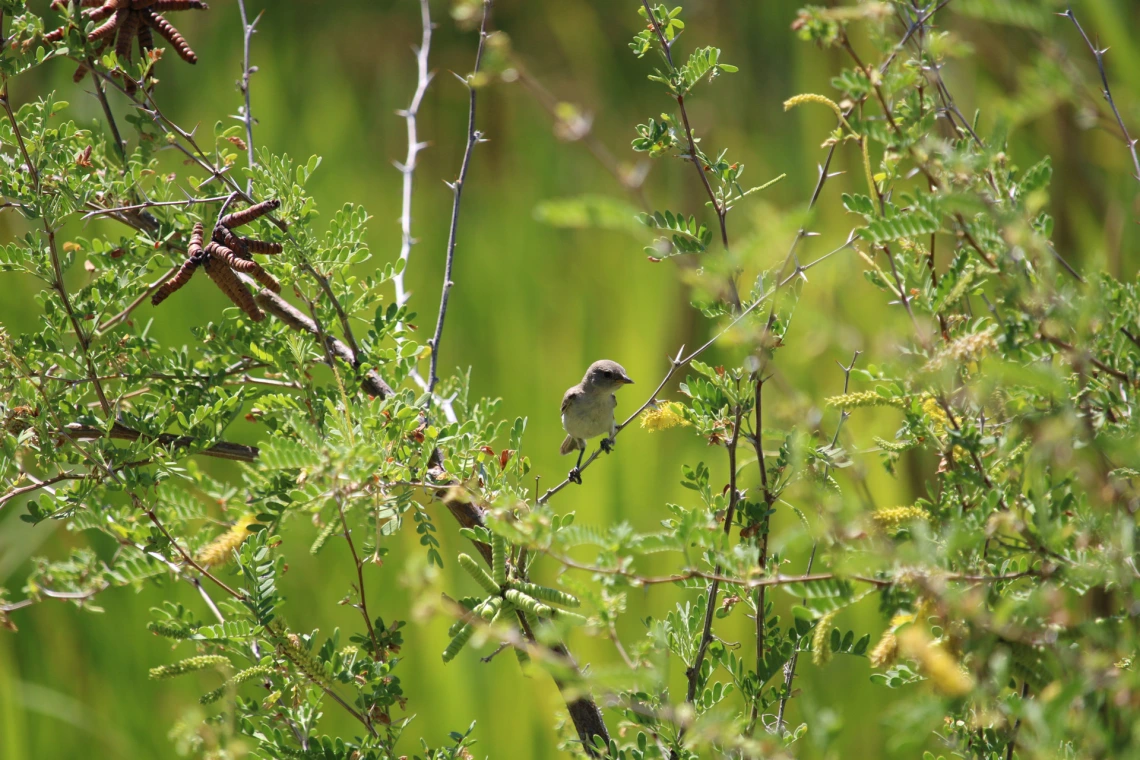 Sweet Songbird