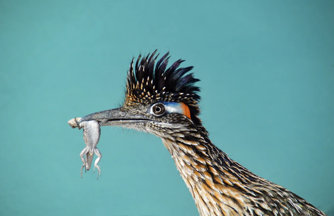 Roadrunner in Blue (Acrylic/Metal Print)